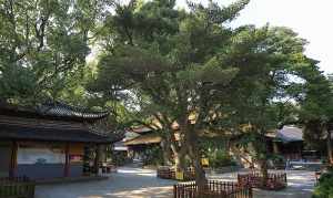 普陀山清修的寺院 普陀山寺庙禅修