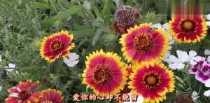 花开见佛佛歌小孩唱 快手那首佛教歌花开花