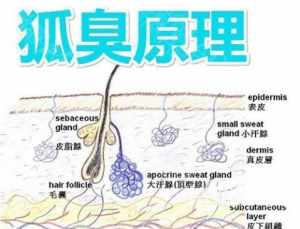 佛法说狐臭女人的婚姻 佛法说狐臭