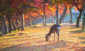 日本寺庙买什么 日本寺庙供奉的佛像是哪些