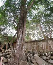 丛林寺院清规大全 法师讲寺院丛林规矩