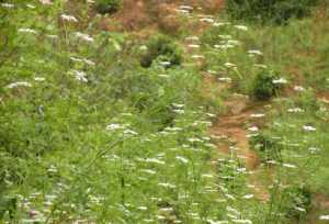 芫荽啥意思 芫荽佛教