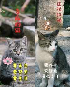 佛法讲猫 猫佛教代表什么