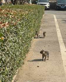 大路上见狗没救佛教 路上遇到狗狗的说说