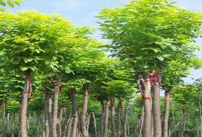 拉萨甘南寺 甘南啦木寺院