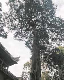 东阳有几个寺庙 东阳最大的寺院