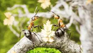 蚂蚁是什么花生的佛法开示 蚂蚁是什么生的动物