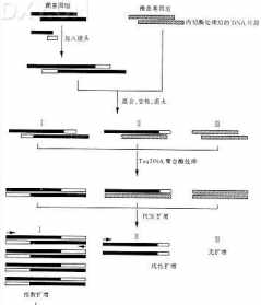 法师谈克隆基因 克隆法术bug