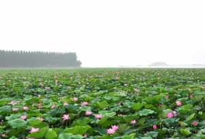 昌明法师之墓 李白生死日期是多少