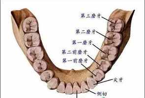 牙齿可以再生的佛经叫什么 牙齿可以再生的佛经