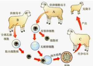 克隆技术与佛法 克隆技术是福是祸