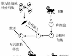 克隆技术与佛法 克隆技术是福是祸