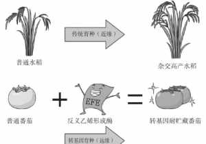 基因佛国 基因跟佛教