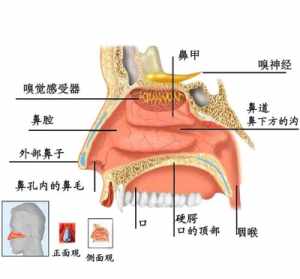 佛教鼻炎的业障因果 鼻炎佛学的业障