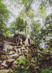 丛林寺院什么意思 丛林寺院清规大全