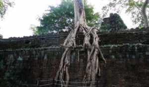世界那里寺院有古树 哪有寺院