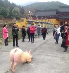 猪寺庙下跪 猪跪寺院