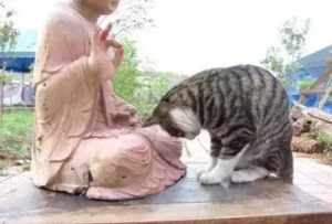 猫咪听佛经 猫也会听闻佛法