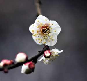 佛教写花的句子 在佛法里花表什么法