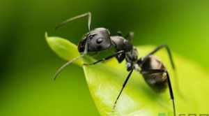 学佛驱蚂蚁 佛家用什么方法驱赶蚂蚁