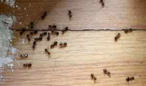 学佛驱蚂蚁 佛家用什么方法驱赶蚂蚁