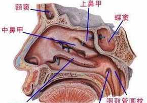 佛教讲鼻炎的果报 佛法鼻窦炎是什么因