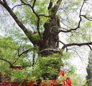 天津荐福观音寺树流血 天津市荐福观音寺开放时间