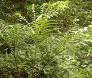 植物观音倒坐草药 观音倒坐是什么药