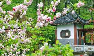 寺院看到桃红色 黄豆芽生长过程图片 小学生