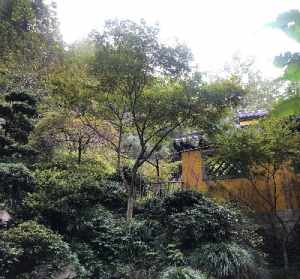 淄博盘龙山寺庙在哪里 淄博盘龙山寺庙