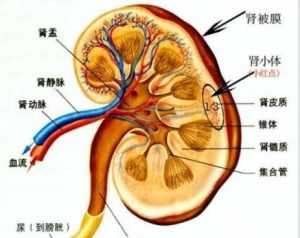 肾精多学佛网 肾精与福报