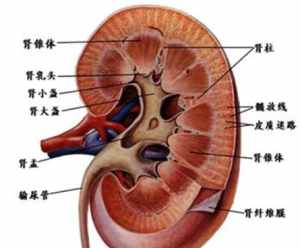 肾精多学佛网 肾精与福报