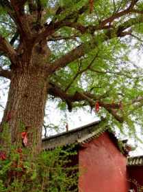 山东临沂最近的寺院 临沂的寺庙最灵验