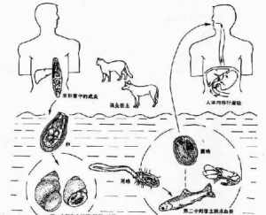 佛经人体虫分布 佛教虫子