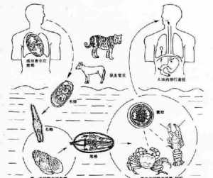 佛经人体虫分布 佛教虫子