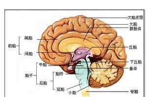 神经系统科学 神经系统佛学