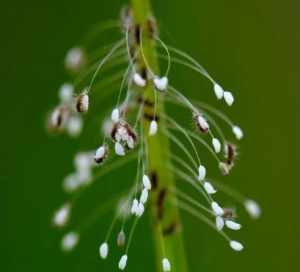 优昙婆罗花的花语 优昙婆罗花佛经