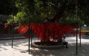 北京寺庙放生2024 北京市区放生的地方