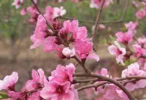 寺院的桃花图片高清 寺院的桃花图片