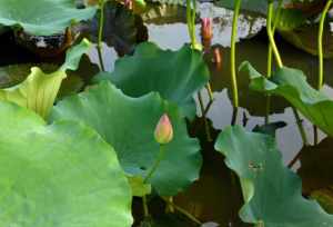 佛教白色莲花 佛教白色莲花3层是什么果位