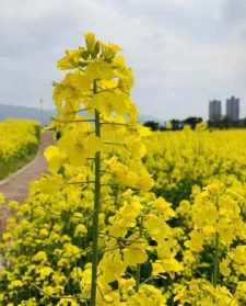 油菜花寓意着什么意思 油菜花的佛学寓意