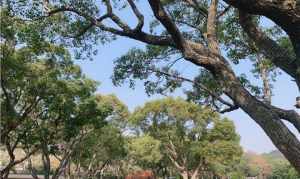 普陀山名寺的佛教寺院 普陀山各寺院介绍