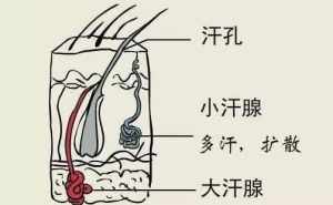 佛教讲狐臭的业因果报 佛教与狐臭