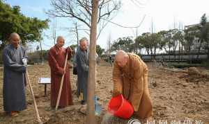 养法师三大忌讳 绿法师夏季黄叶子是怎么回事