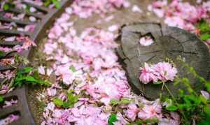 花飞雨佛教 飞花雨是什么意思