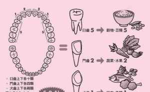 佛教讲牙齿的因果 佛说牙病的因果