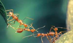 喂蚂蚁的福报 喂蚂蚁的功德注意