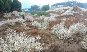 广西河池大化最大的寺庙 广西河池大化最大的寺庙在哪里