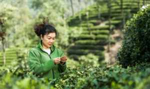 清新法师 有没有懂茶或卖茶的人，介绍一下龙井茶怎么样？谢谢