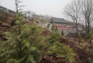 植树造林绿化寺庙 寺庙植树造林简报